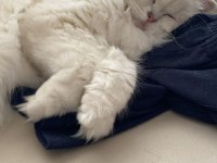 1 YAŞINDAKİ KEDİMİZE ACİL ERKEK EŞ ARAMAKTAYIZ