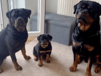 Evinizin neşesi rottweiler yavrular kapıda ödeme