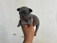 LİLAC TAN BLUE TAN VE FAWN FRENCH BULLDOG YAVRULAR