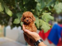 Poodle ailemize katılmak istemezmisiniz