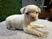 Fransız Bulldog Yavrularımız