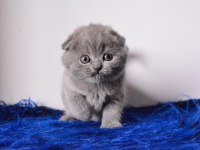 Eşsiz Kalitede Gri Scottish Fold Shorthair