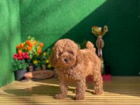 Toy Poodle Yavruları