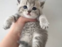 Oyuncu british shorthair kedimiz