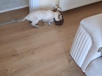 2 yaş erkek british longhair