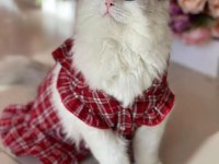 Safkan Şecereli Ragdoll