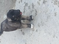 Karabaş kurtboğan ırkı