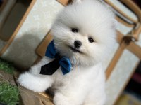 En mini boy pomeranian bebekler