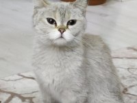 DÜNYA TATLISI BRİTİSH SHORTHAİR