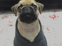 İlk günkü gibi heyecanlı pug