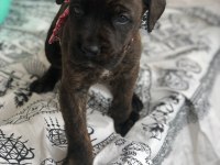 Sahiplendirilecek cane corso ısparta içi