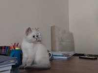 Kırşehir içi 3,5 aylık british shorthair
