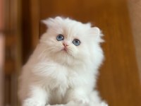 Özel Tip Bembeyaz Chinchilla W61