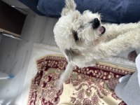 Ücretsiz orjinal terrier maltese
