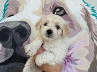 Kurumsal poodle çiftliğinden f2 maltipoo bebekler