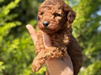 Red Brown Toy poodle bebeklerimiz