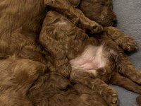 Toy Poodle Köpeklerimiz