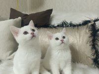 Sevimli Bebiş Kedilerimiz