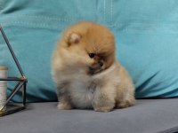 sevimli pomeranian boo yavrular heryere gönderilir
