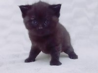 Scottish fold yavru sahiplendirme