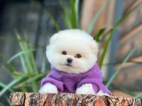 Sevimli Üst Düzey Pomeranian Yavrularımız