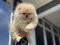 Tea cup pomeranian  yavrular ziyarete açık