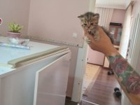 Nadir tür minyon british shorthair