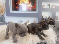 Uygun Mükemmel Üst Düzey Kalite Anatomi French Bulldog