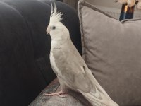 Wf Erkek Sultan Papağanı