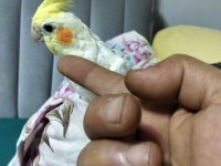 4 5 Aylık sultan papağanlar ele alışık