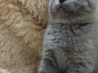 Orjinal scottish fold top kafa erkek yavru