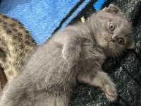 Scottish fold yavru
