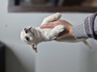 Şivava diğer adıyla (chihuahua)