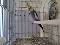Sultan papağanlar ilk gelen alır