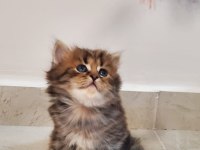 MÜKEMMEL GÜZELLİK BRİTİSH LONGHAİR