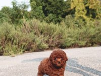 Özel Seçilmiş Poodle Yavrusu