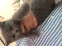 Yavru sevimli British Shorthair