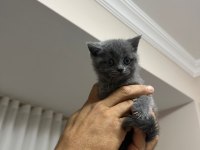 1 Mayıs doğumlu british shorthair bebekler