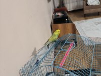 Satılık muhabbet kuşu