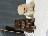 Kg Garantili Pomeranian Yavrular