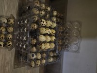 Kuluçkalık bıldırcın yumurtası