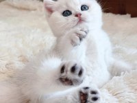 Dünya Güzeli Silver British Shorthair ns1133