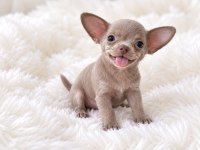Lilak renk WC eğitimli chihuahua
