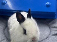 CÜCE NETHERLAND DWARF TAVŞANLAR