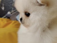 POMERANİAN BOO YAVRULARIMIZ