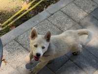 Mükemmel genetik köpeğimiz