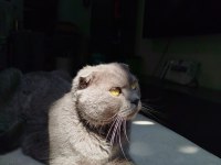 Sokaktan kurtarılan cins kedimiz