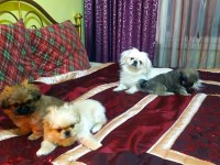 Pekinez sıfır minik yavrusu eskişehir
