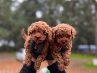 POODLE YAVRULAR