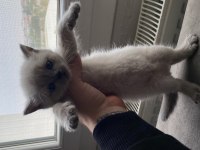 British longhair blue point